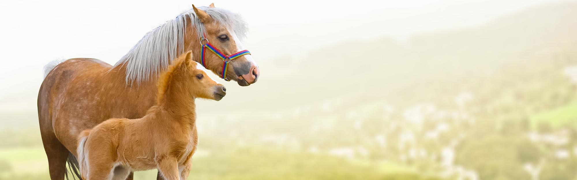 Mare and foal standing in sunny field