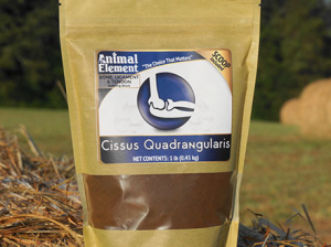 Cissus Quadrangularis