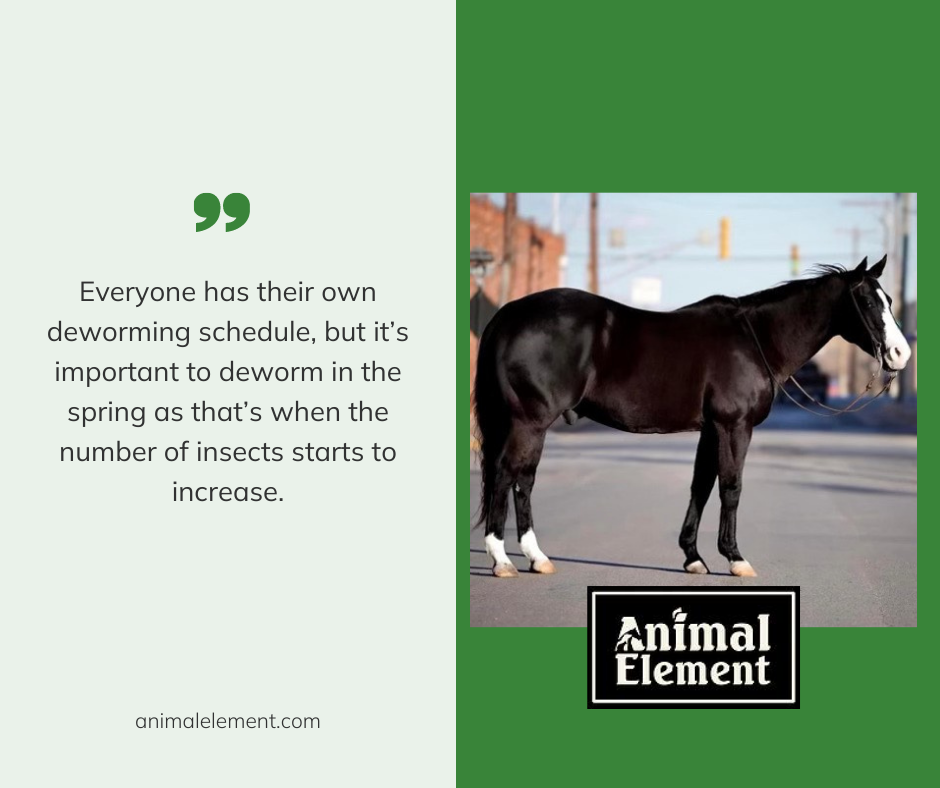 black horse with white on nose standing calmly prepared for spring with proper nutrition