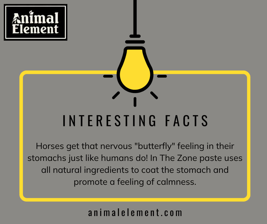 Interesting fact: horses get the butterfly feeling in their stomach when they're nervous too!