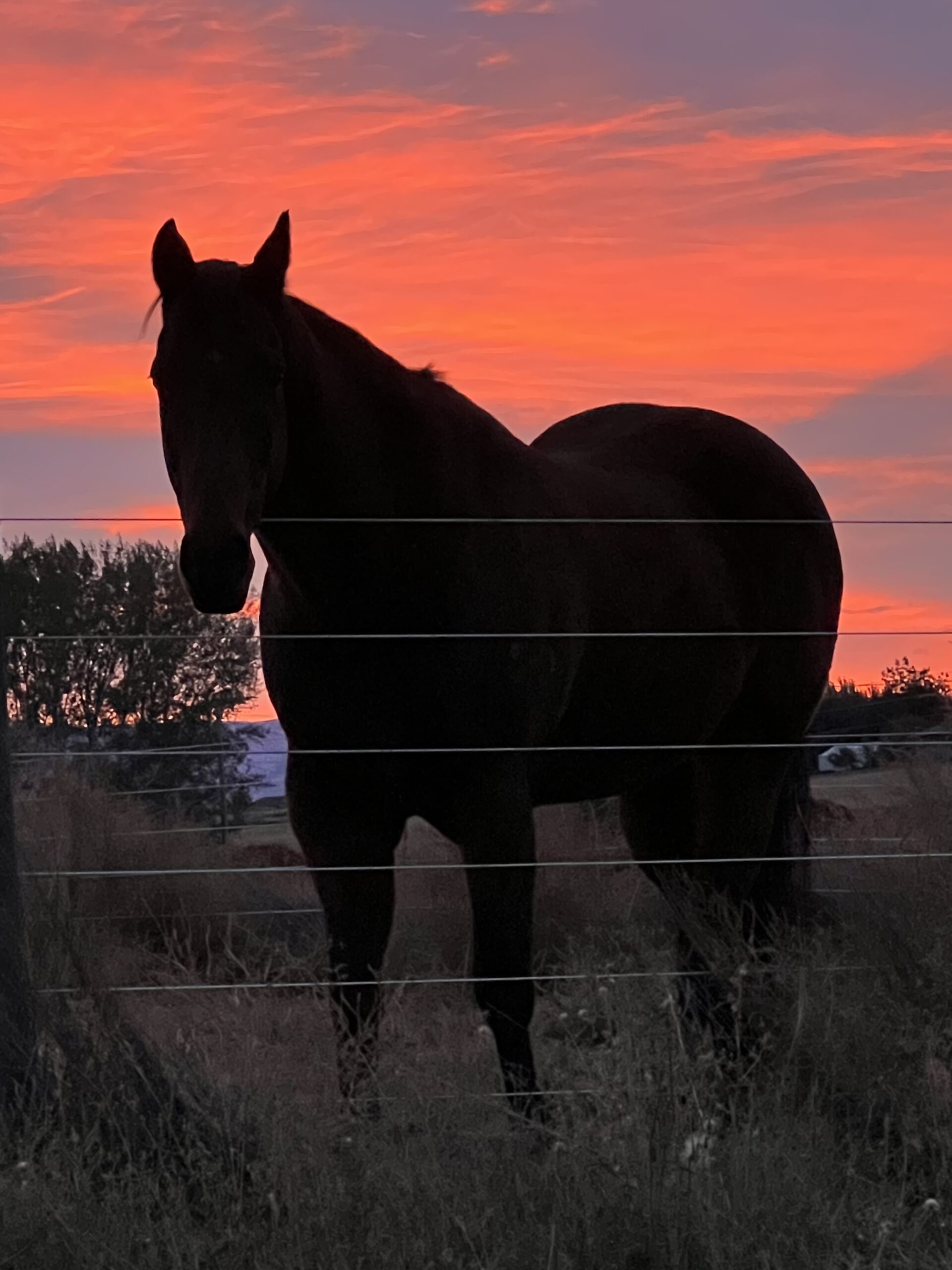 amino-acids-for-horses-and-why-they-are-important