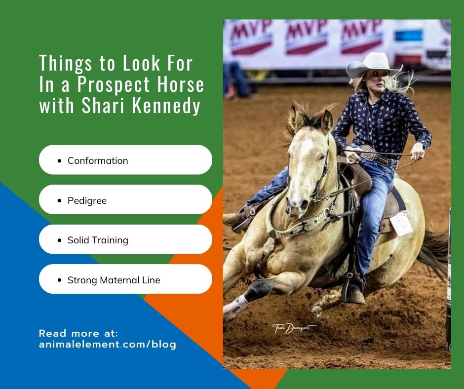 Shari Kennedy barrel racing