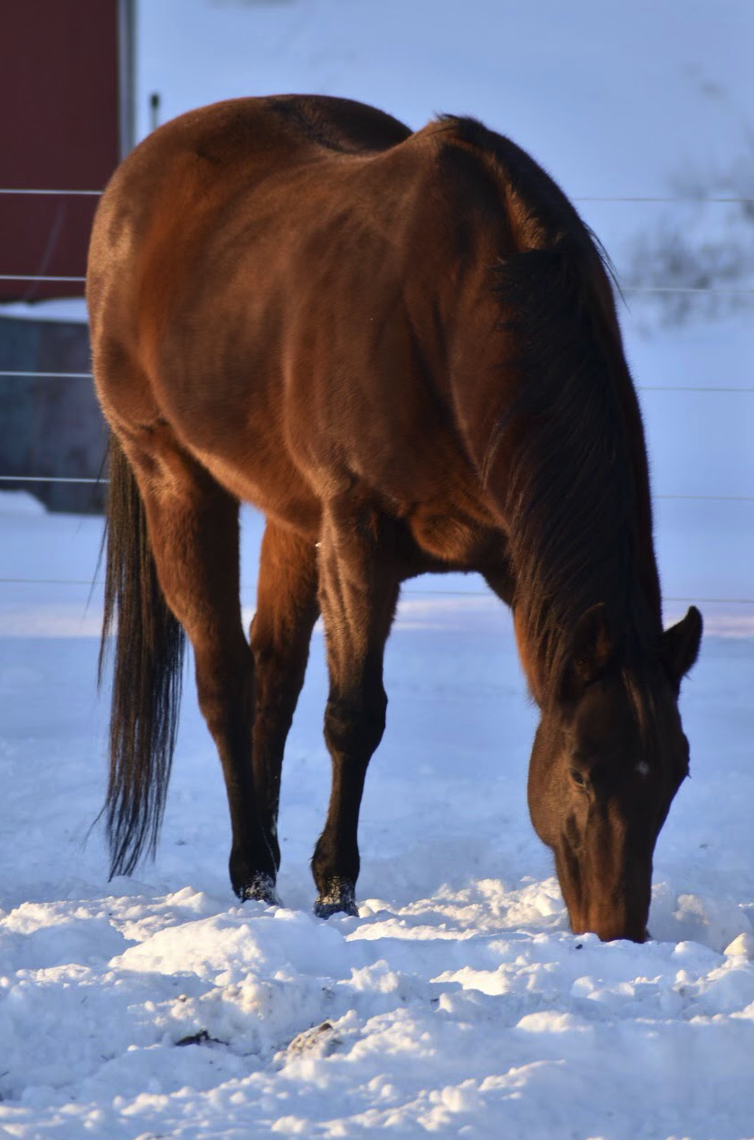things-to-do-for-your-horses-in-winter