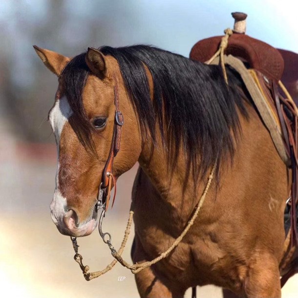 brown horse with a saddle and bridle