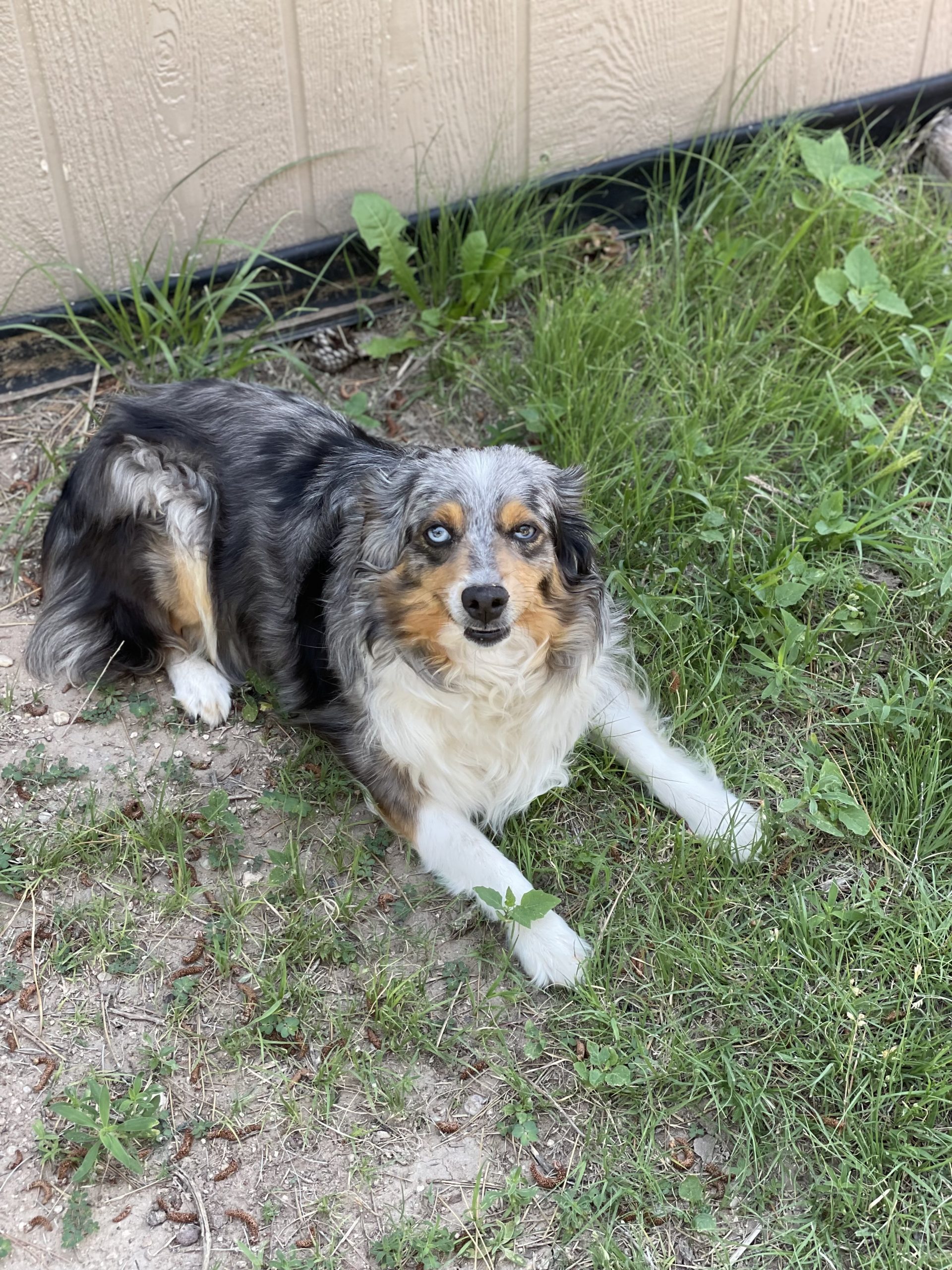 A mini Australian shepherd laying down in the grass