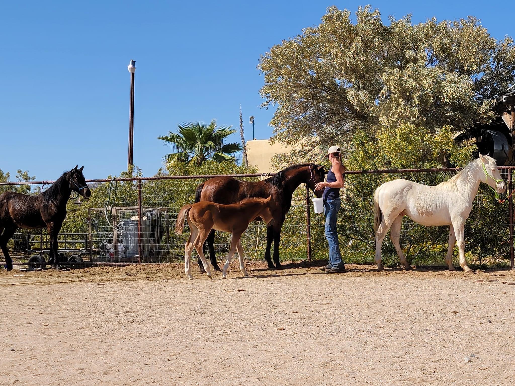Holly Alegira feeding a mother horse and her foal outside.