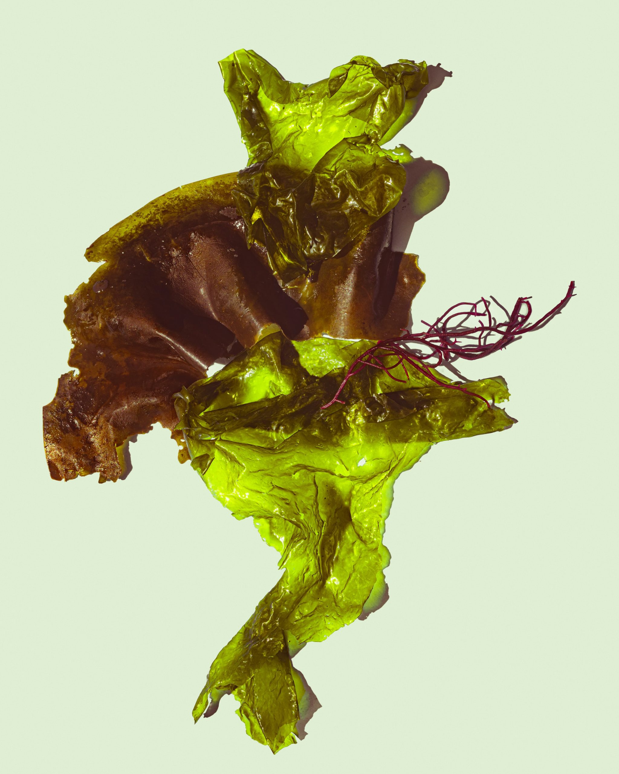 close up of a kelp frond