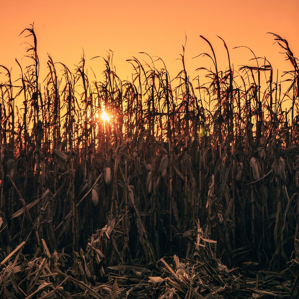 the setting sun peeking through tall grass