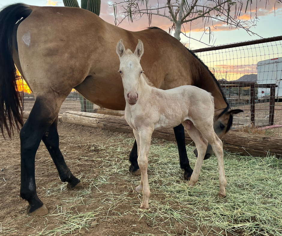 foal-standing-next-to-a-healthy-broodmare