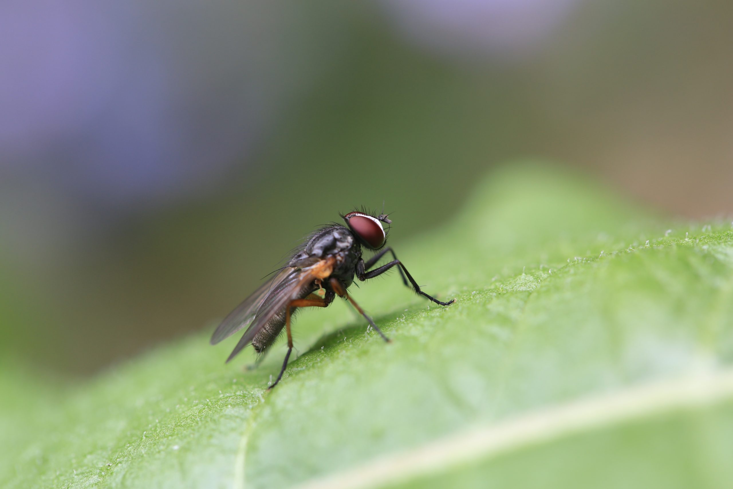 A fly on a green leaf