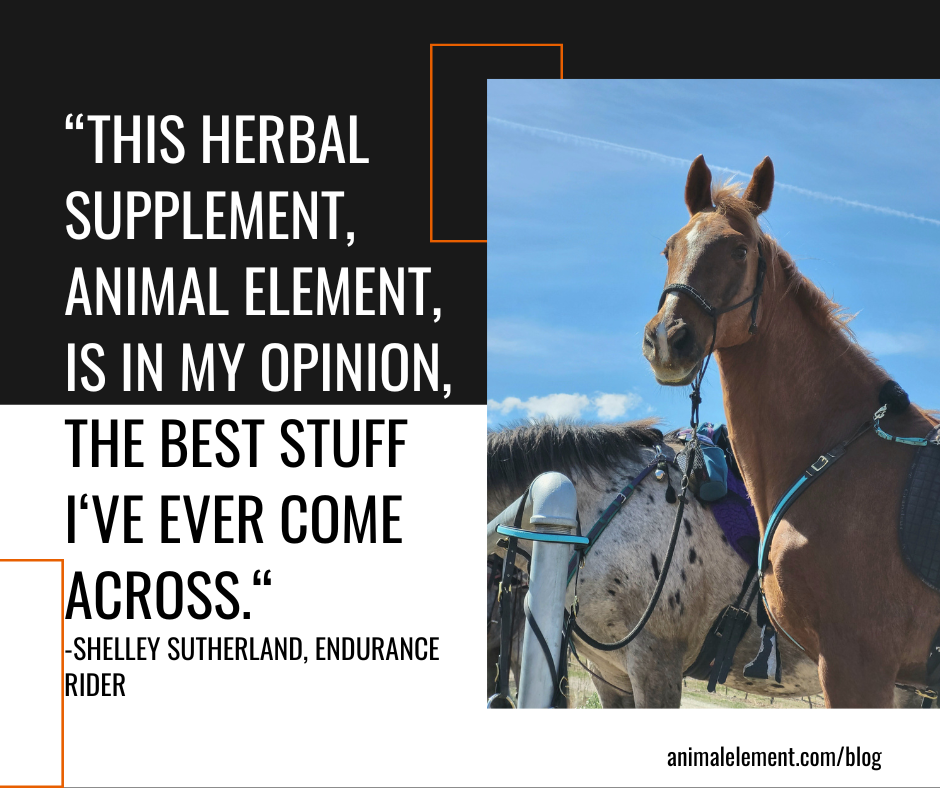 photo-of-endurance-horse-promoting-product-x-performance-enhancer