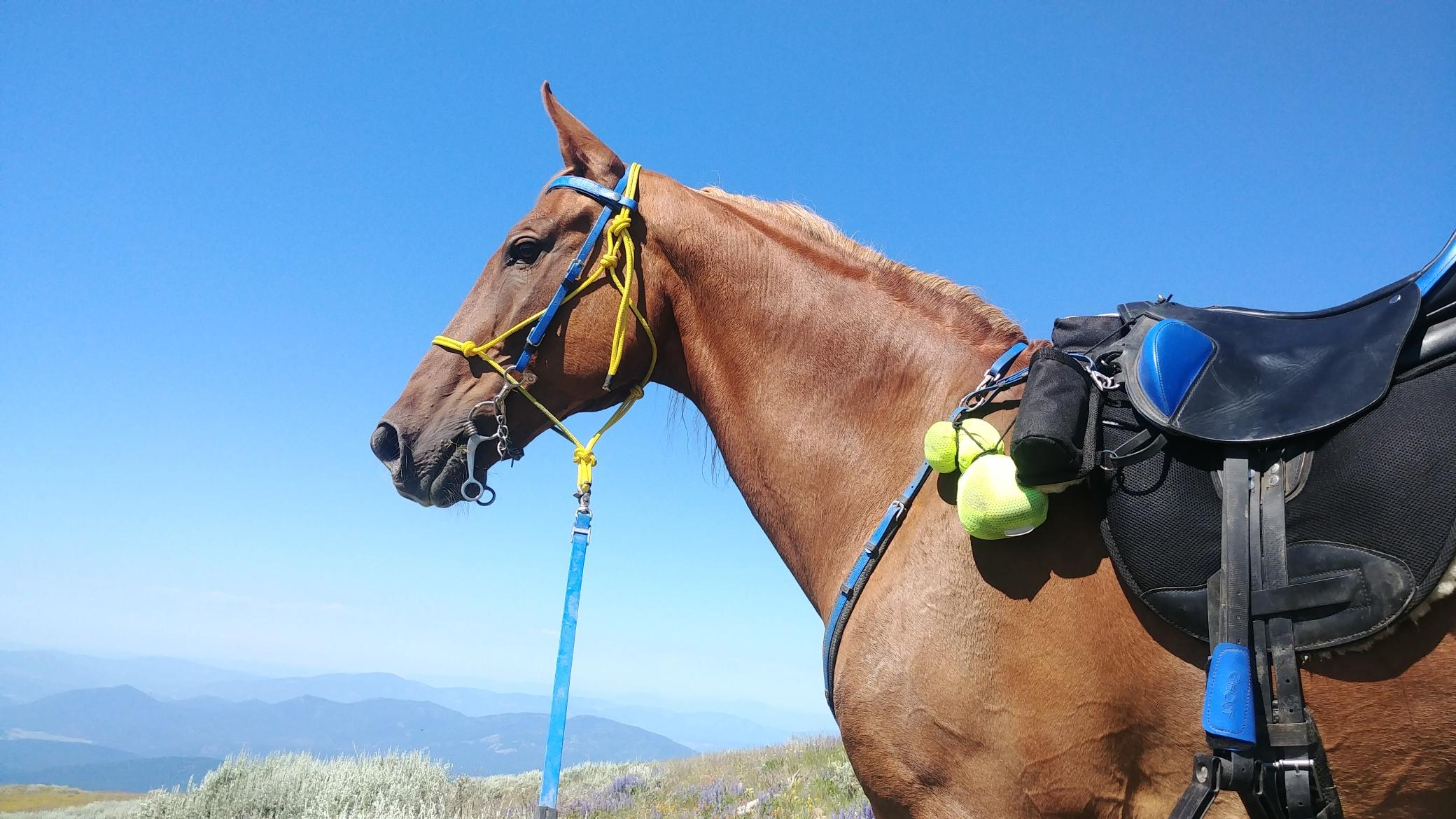 shelley-sutherlands-endurance-horse-mr.-b-haven-md-overlooking-mountains