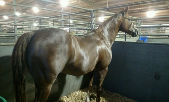 goldie-in-a-stall-with-healthy-joints-thanks-to-being-on-animal-element