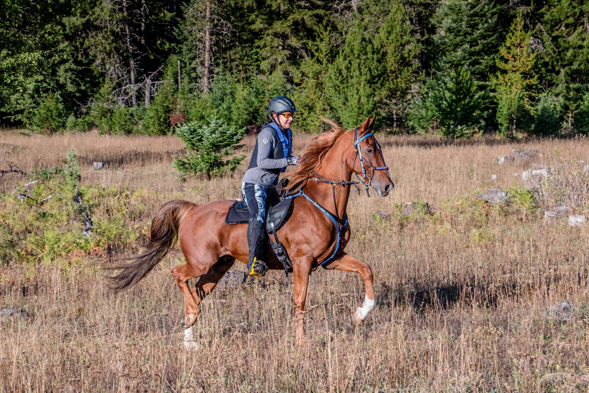 shelley-sutherland-riding-endurance-horse--for-core-exercises-for-horses-blog