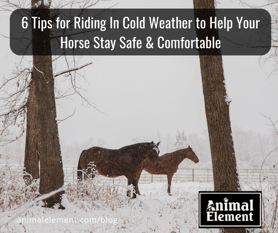 horses-standing-in-snowy-field-with-snowfalling-for-blog-about-safely-riding-in-cold-weather