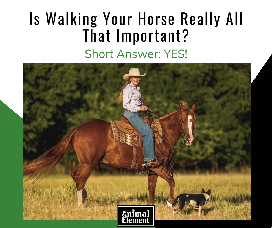 woman-in-cowboy-hat-with-long-hair-riding-a-horse-along-a-tree-line-with-little-dog-walking-beside-her