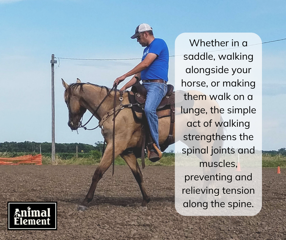 man-riding-on-a-horse-at-a-walk-with-quote-from-blog-about-importance-of-walking-your-horse