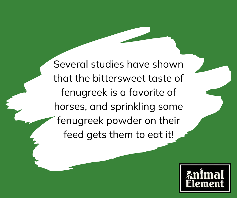 quote-about-fenugreek-for-horses-on-green-and-white-background