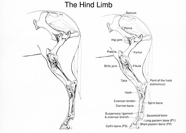 black-and-white-drawing-of-the-horses-hind-limb-including-stifle-joint