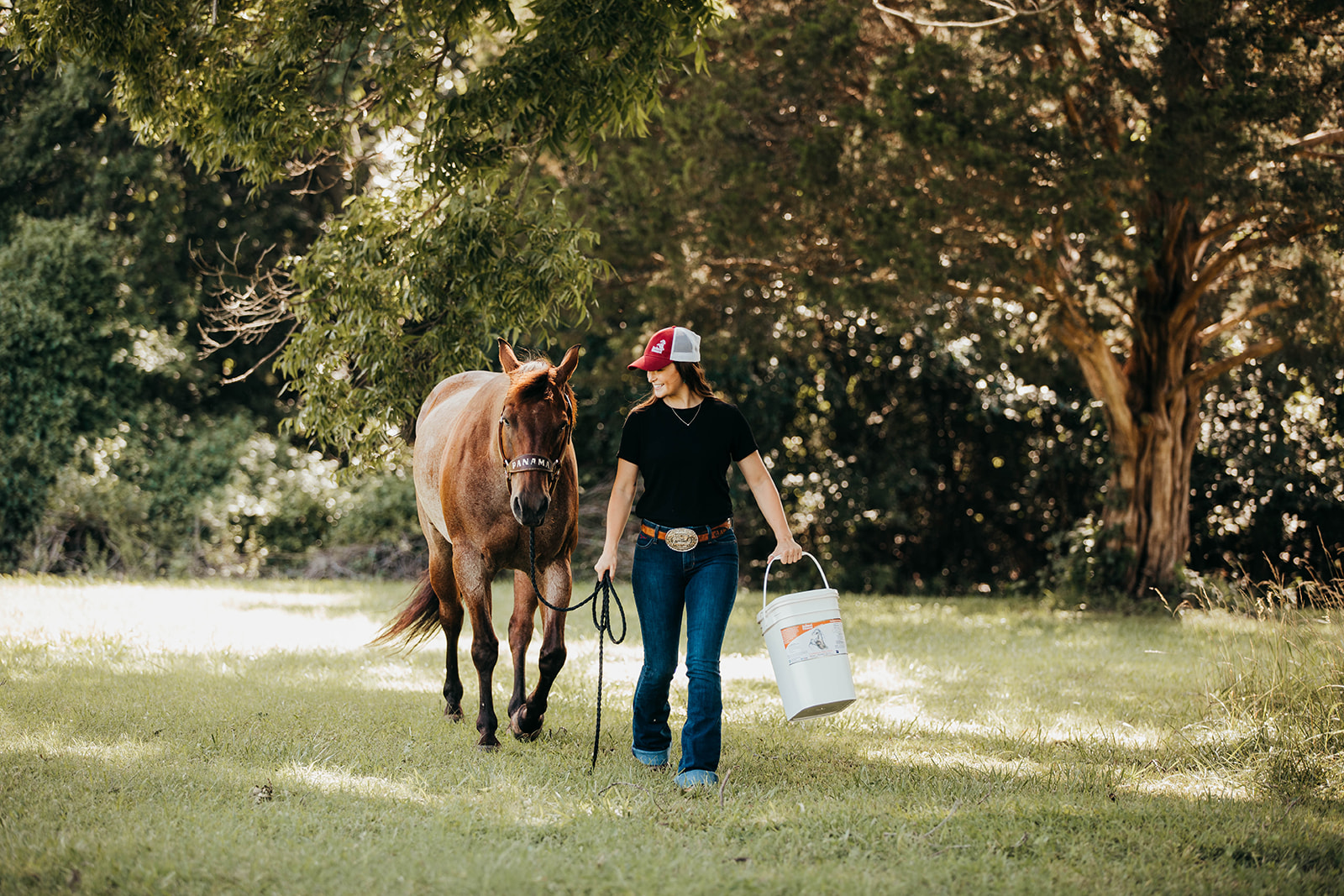 hyaluronic-acid-for-horses-and-its-benefits