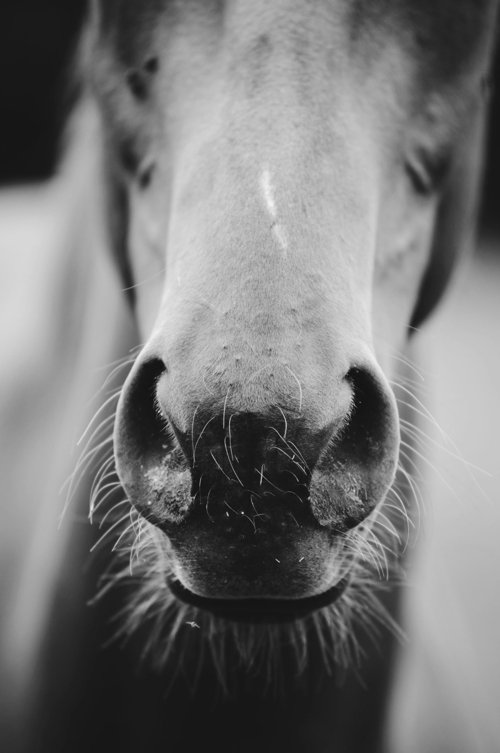 spring-is-the-time-for-horse-deworming