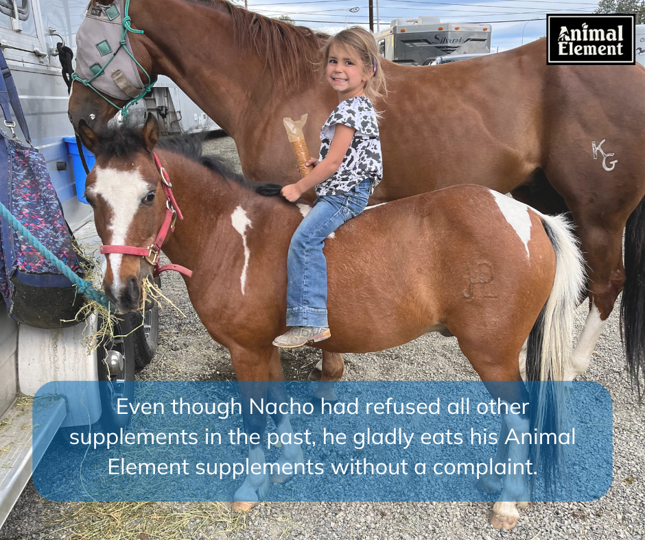 pony-who-refused-supplements-eats-animal-element-without-a-complaint