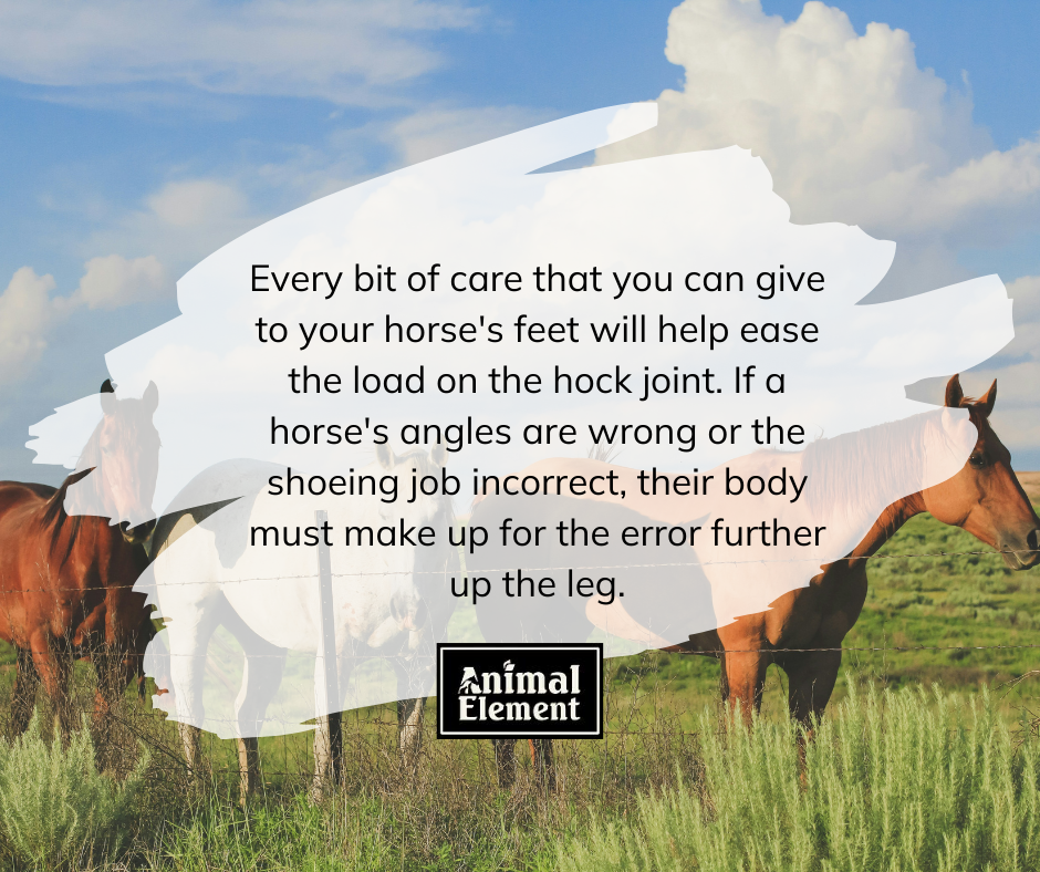 caring-for-your-horses-feet-can-improve-the-health-of-the-hock-joint-background-image-of-horses-in-a-field