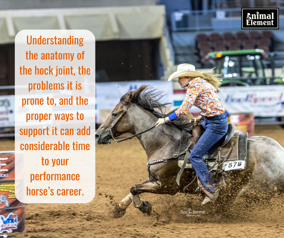 image-of-female-barrel-racer-in-colorful-shirt-with-information-about-supporting-the-hock-joint