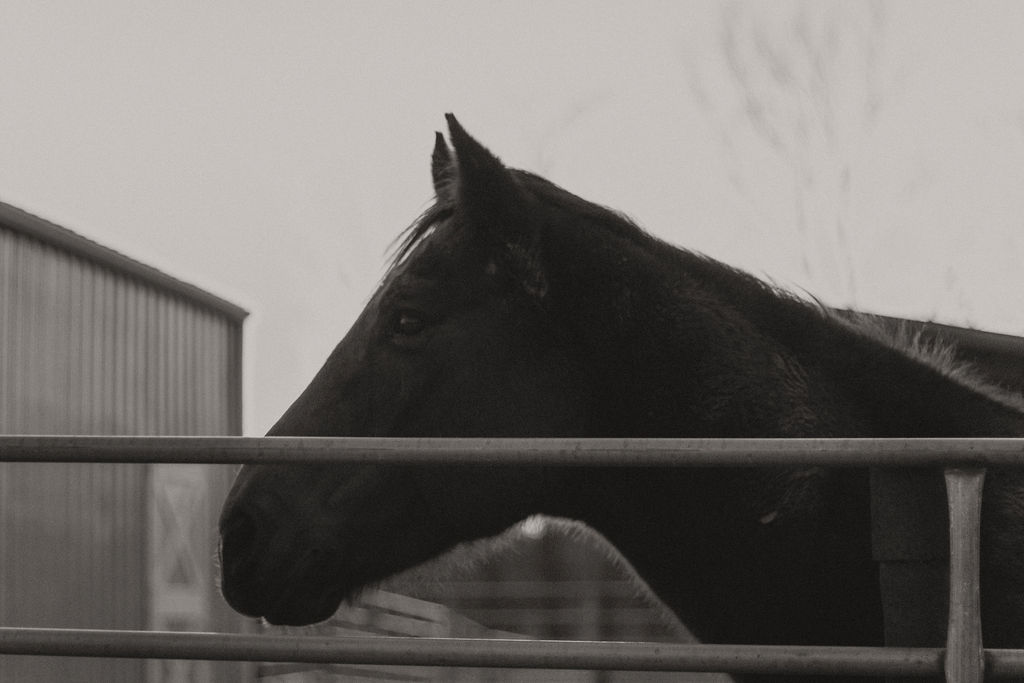 7-tips-for-using-horse-stalls-or-pens-away-from-home