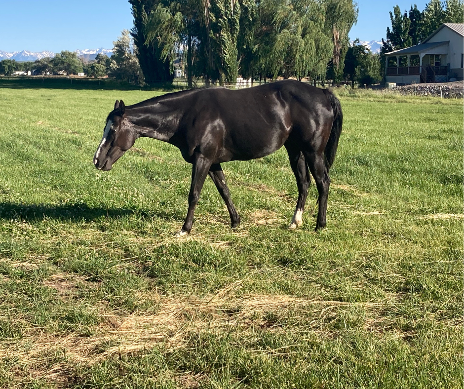what-you-need-to-know-about-broodmare-nutrition