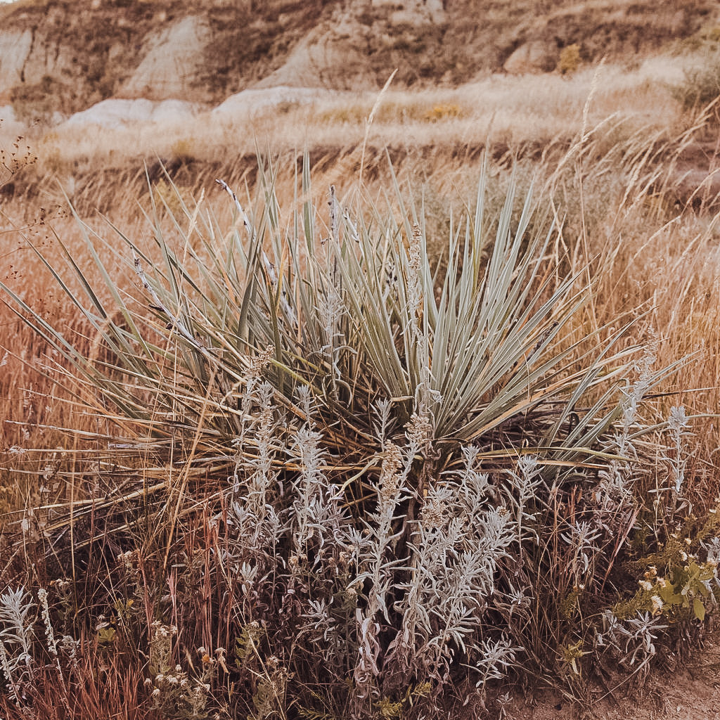 dangerous-weeds-for-horses-and-how-avoid-them
