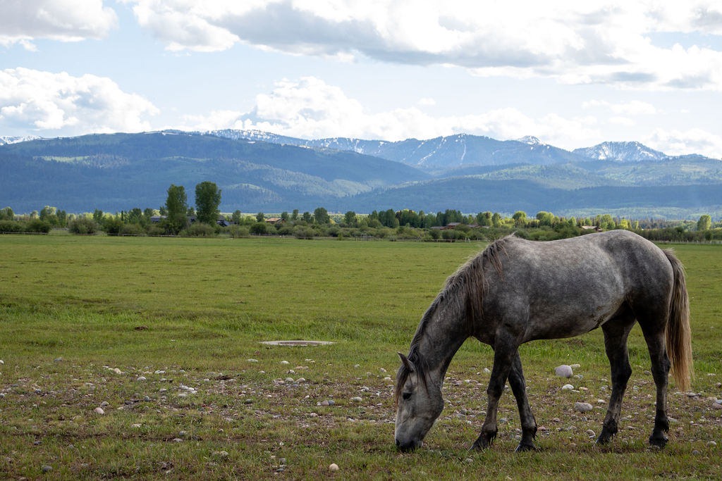 5-common-causes-of-ulcers-in-horses