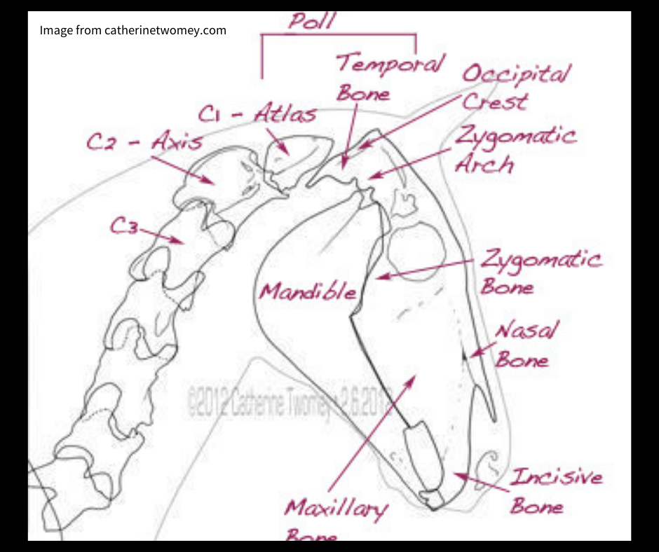anatomy-diagram-of-the-horse's-poll