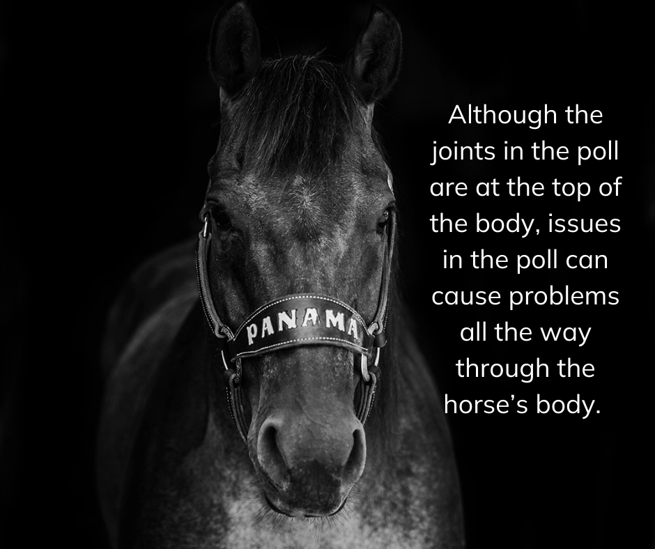 the-joints-in-the-poll-can-cause-issues-throughout-the-body-with-a-black-and-white-photograph-of-a-horse
