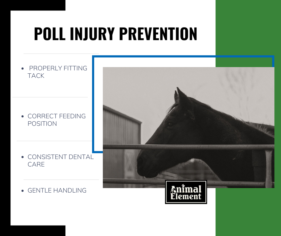 bulleted-points-on-how-to-prevent-poll-injury