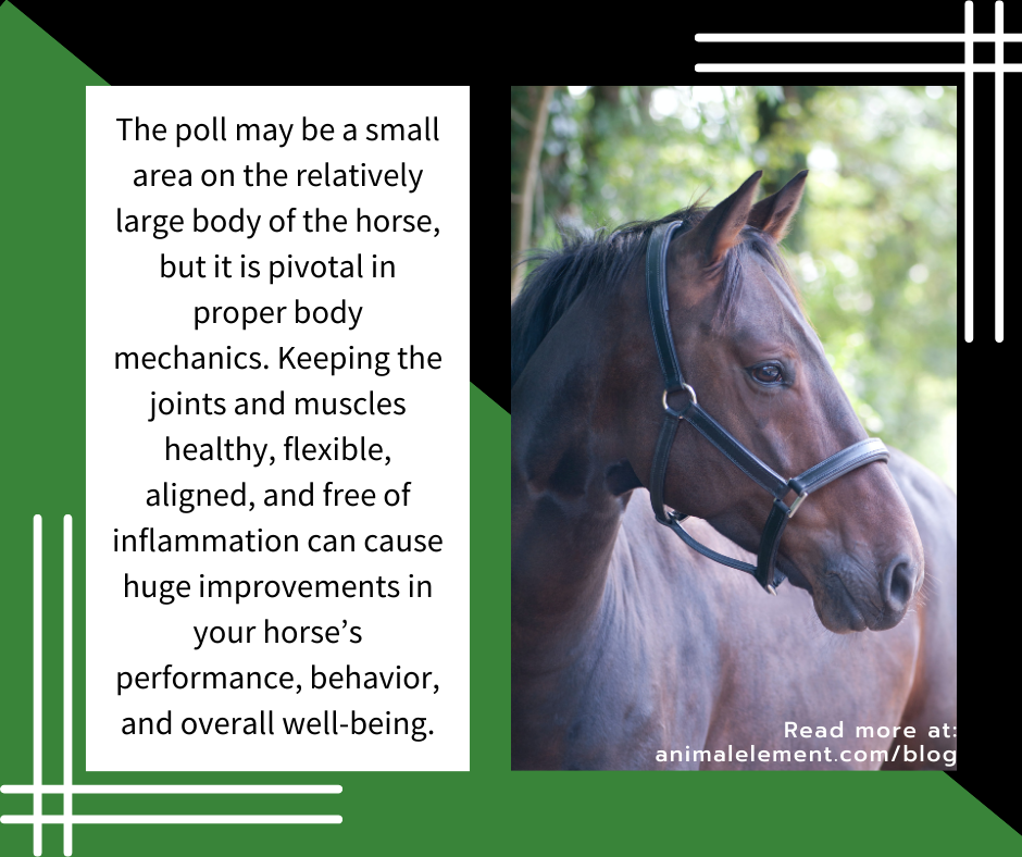 tips-on-how-to-take-care-of-the-horse's-poll