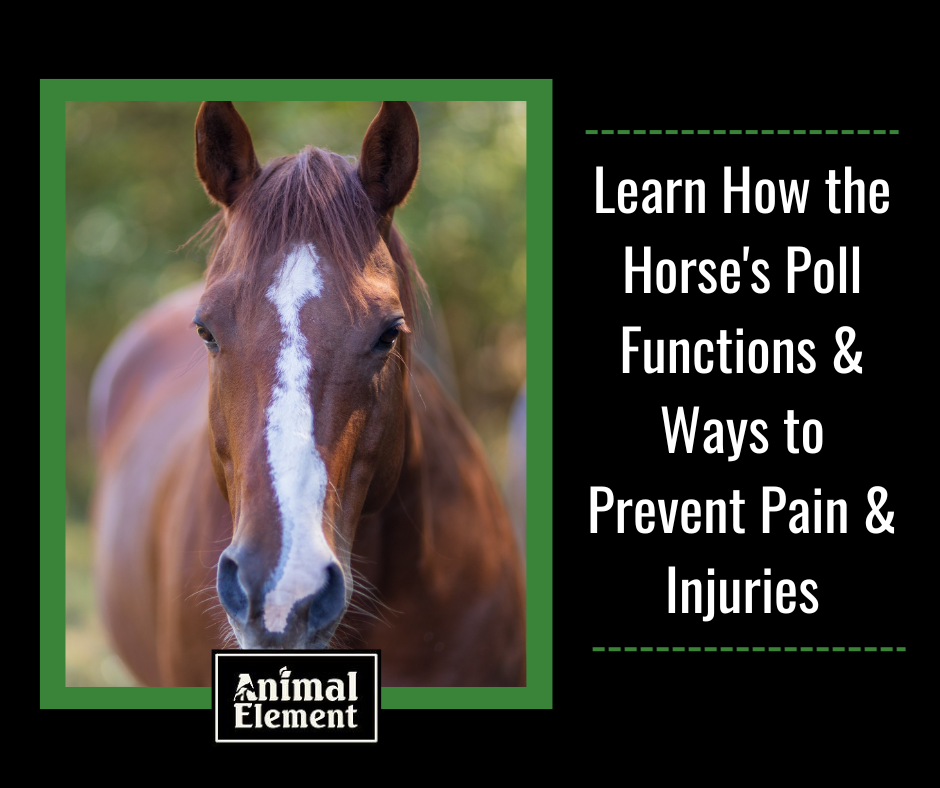 learn-how-the-horse's-poll-functions-and-ways-to-prevent-pain-and-injuries