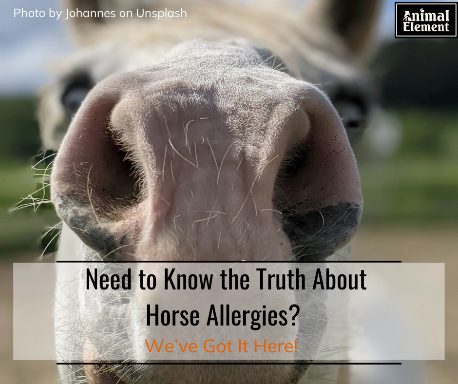 close-up-photo-of-a-horses-nose-for-the-blog-need-to-know-about-horse-allergies