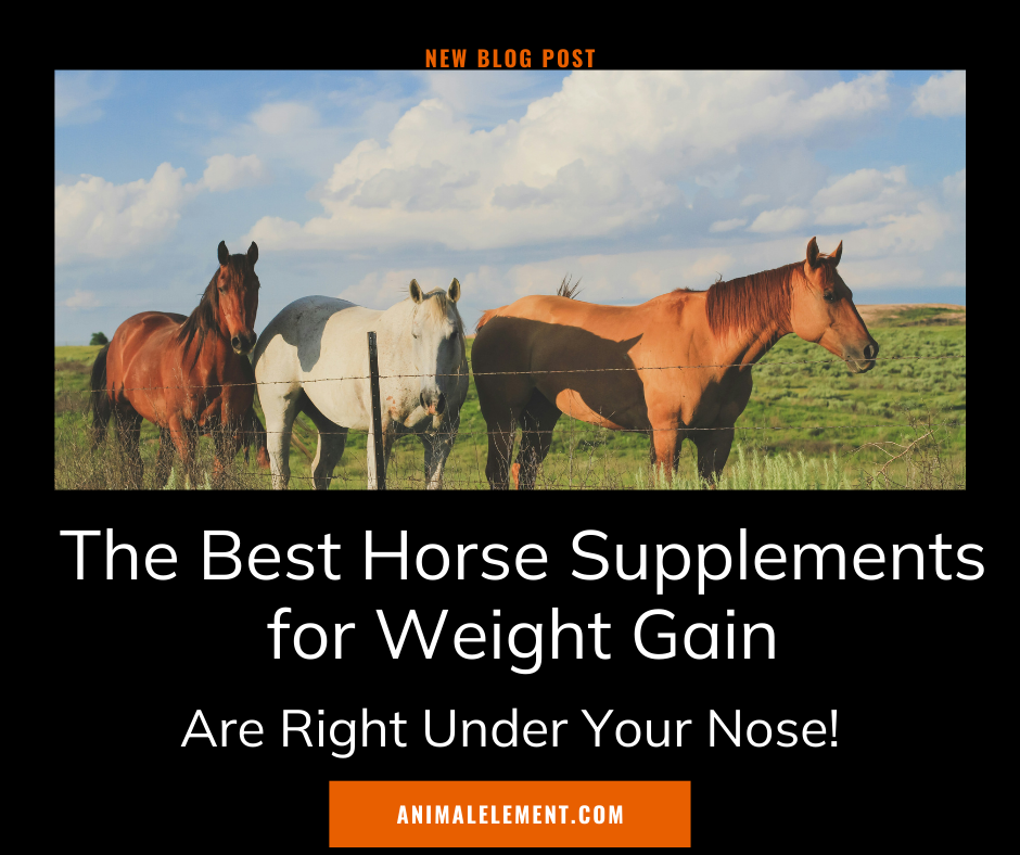 three-horses-standing-in-pasture-with-the-blog-title-the-best-horse-supplements-for-weight-gain-are-right-under-your-nose