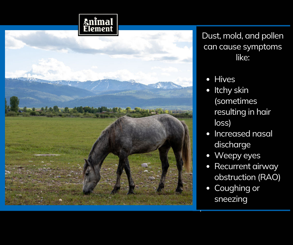 gray-horse-grazing-with-horse-allergy-symptoms-in-bullet-points-next-to-photo