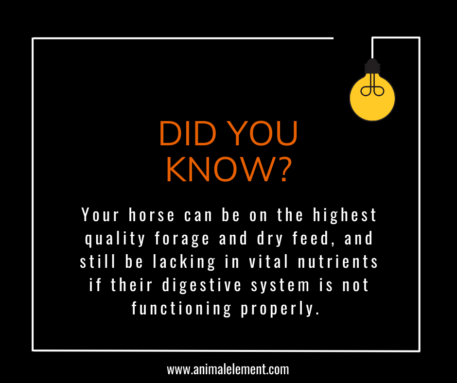 black-background-with-white-and-orange-text-and-a-yellow-lightbulb-graphic-explaining-the-importance-of-a-properly-functioning-digestive-system