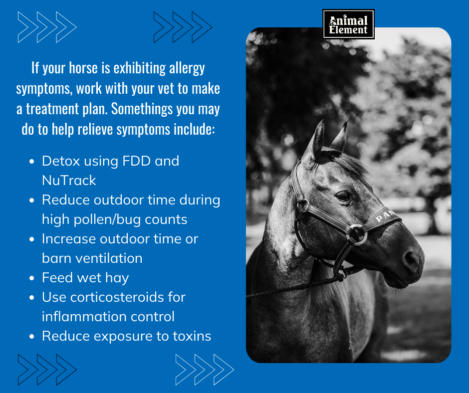 black-and-white-photo-of-a-horse-with-tips-on-how-to-treat-a-horse-with-allergies