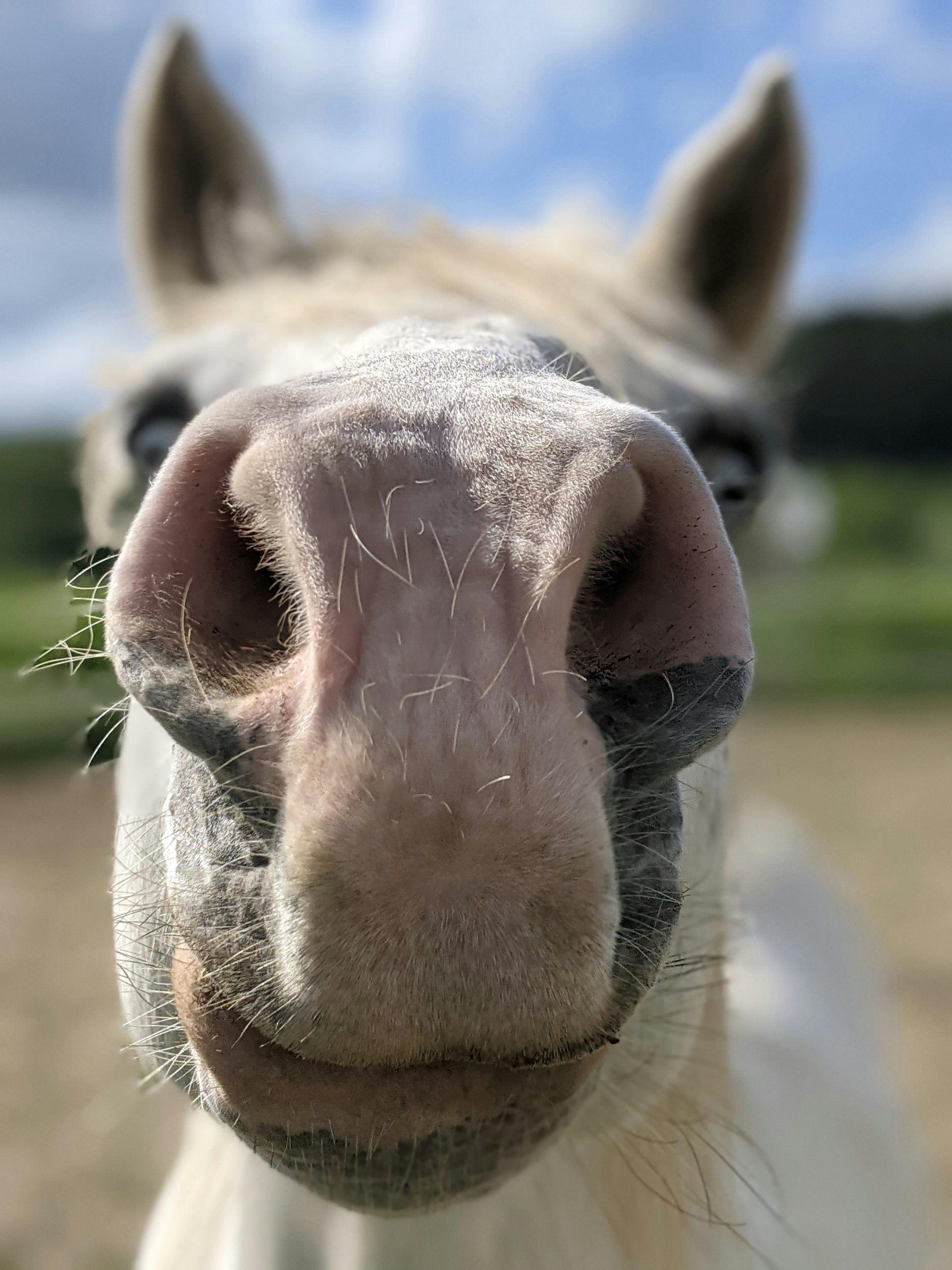 truth-behind-horse-allergies